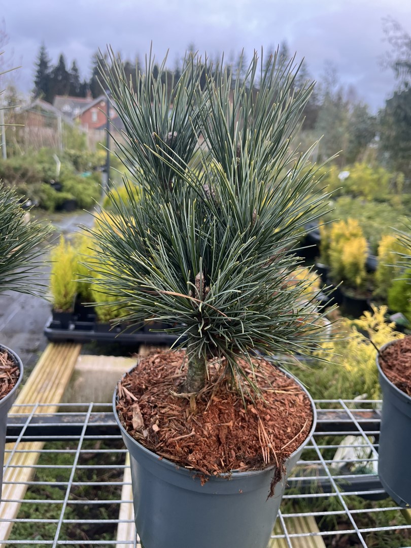 Pinus cembra - Blue Arolla Swiss Stone Pine