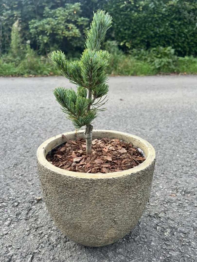 Japanese White Pine 'Ooh la la' 20/40cm (3L) - Image 2