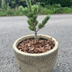 Japanese White Pine 'Ooh la la' 20/40cm (3L)