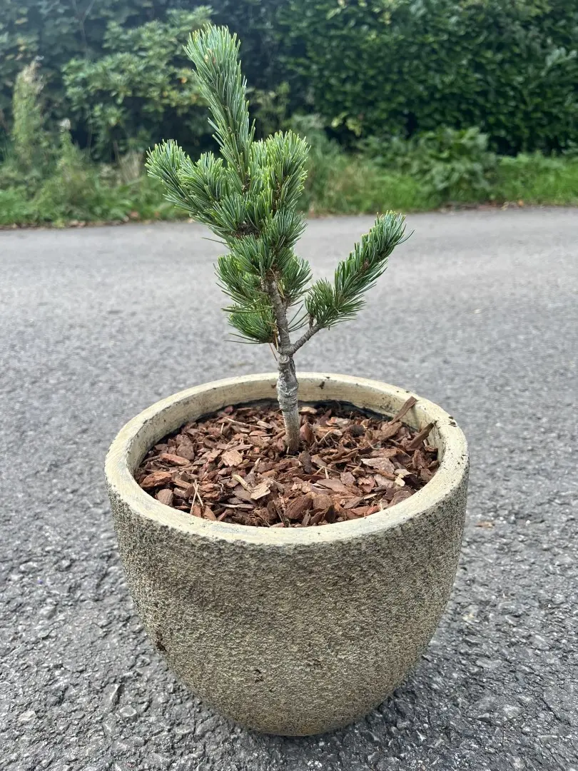 Japanese White Pine 'Ooh la la' 20/40cm (3L)