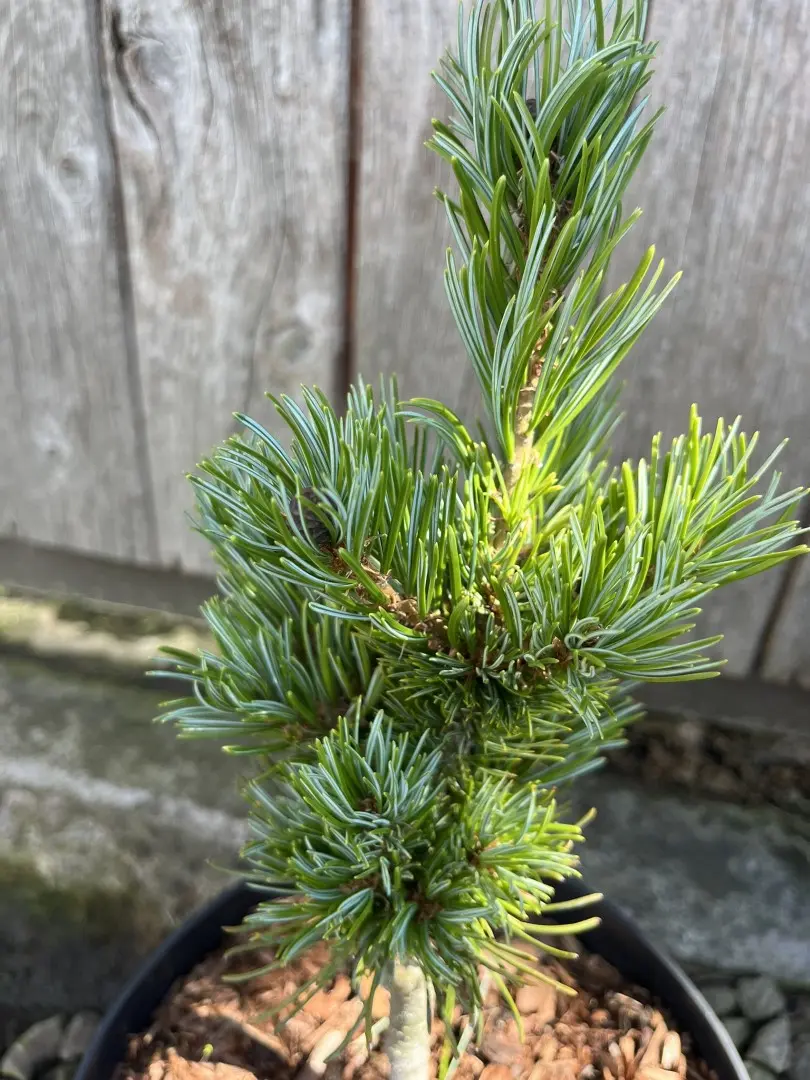 Pinus parviflora - Oh La La - Japanese White Pine