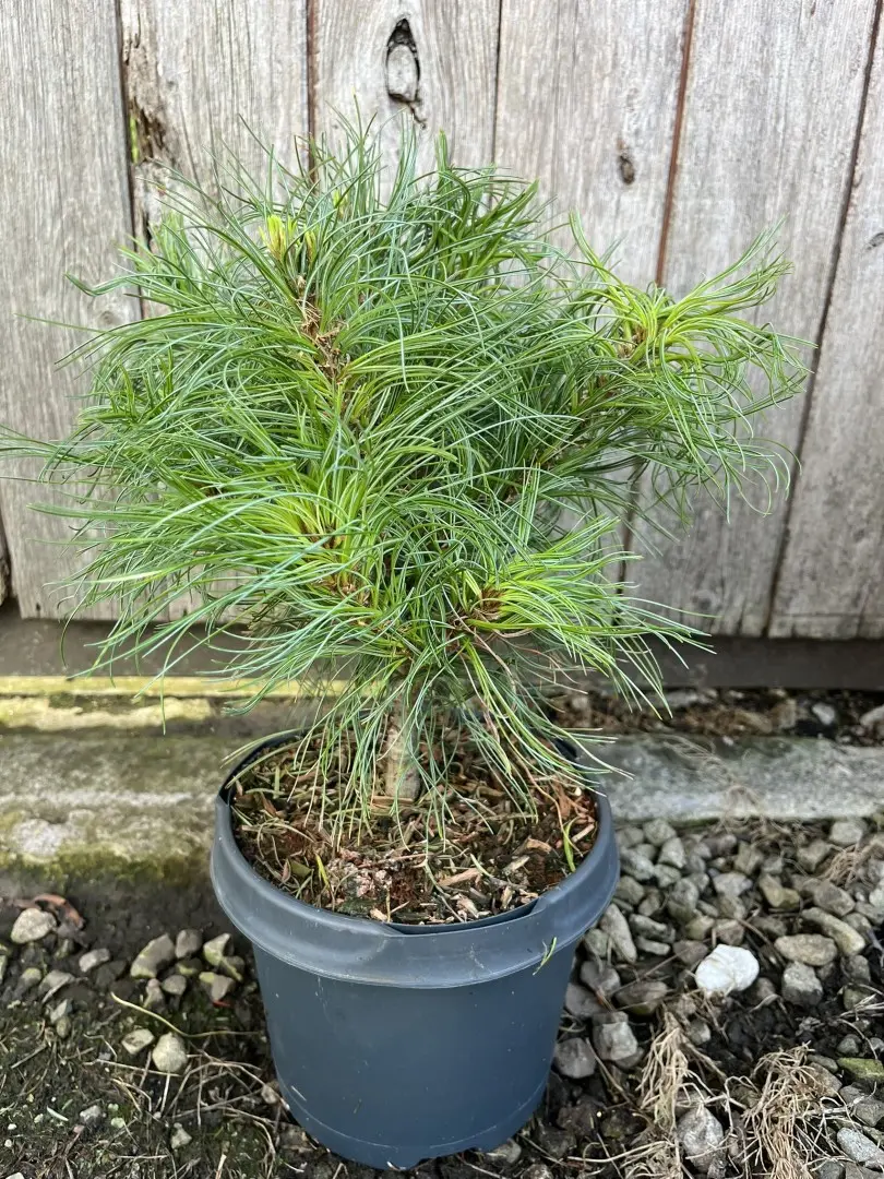 Pinus strobus - Weymouth pine 'Tiny Kurls'