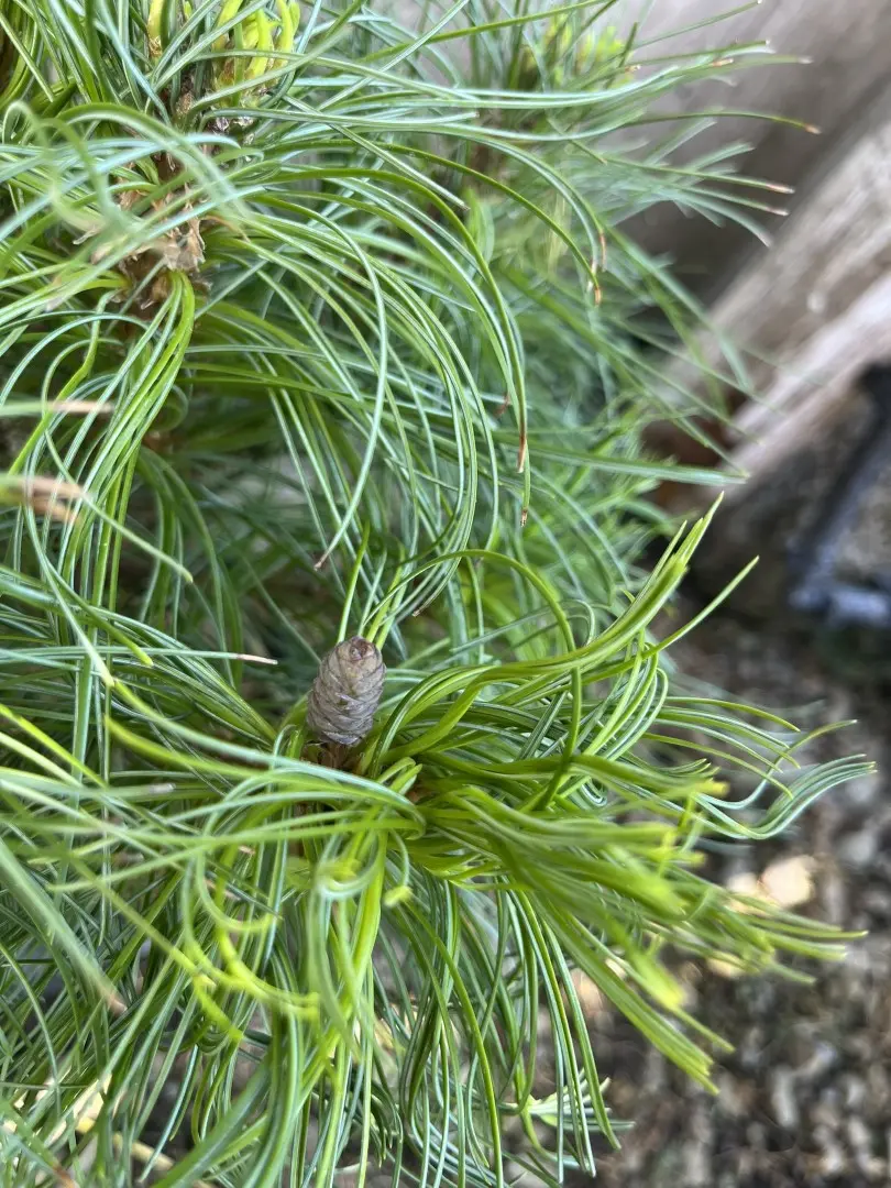 Pinus strobus - Weymouth pine 'Tiny Kurls'