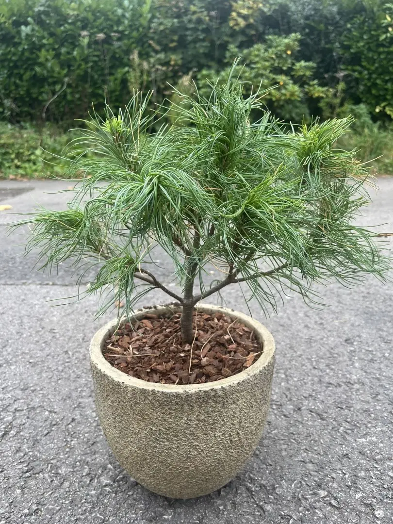 Weymouth pine 'Tiny Kurls' 20/40cm (3L)