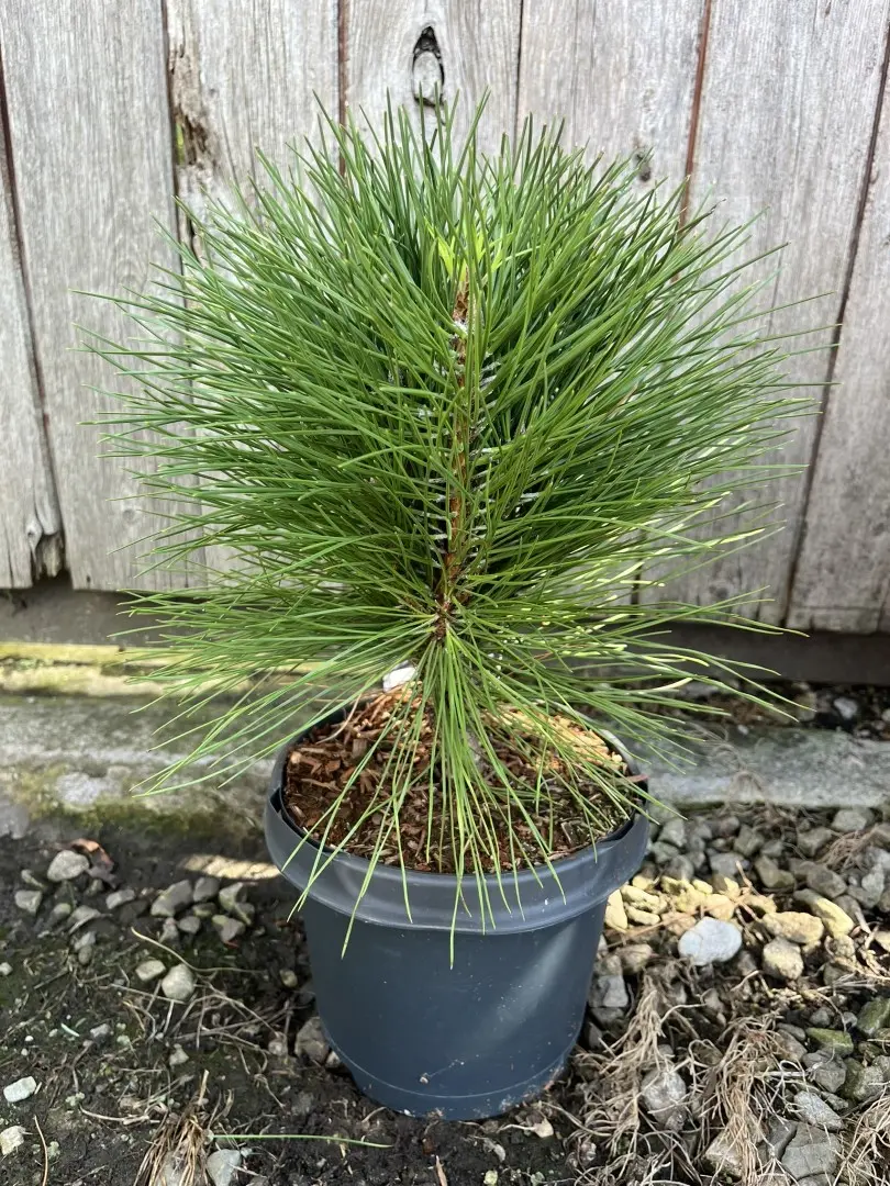 Pinus × schwerinii - Schwerin's pine 'Wiethorst'