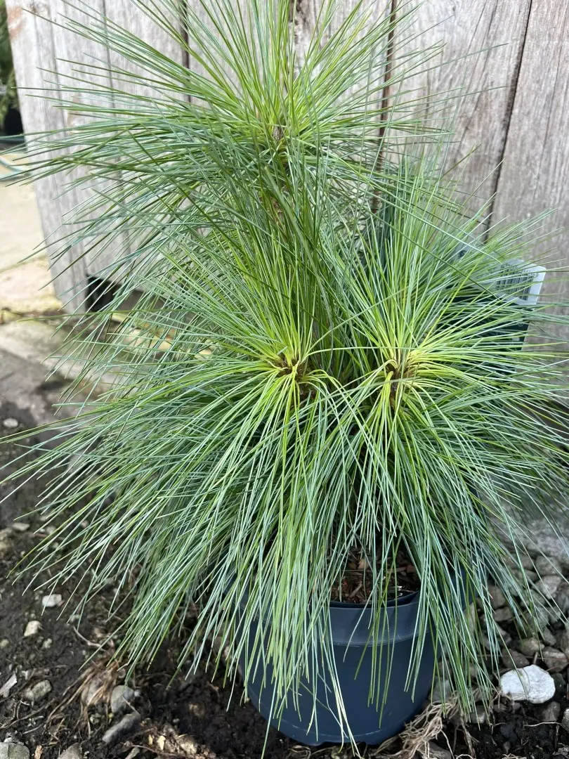 Pinus × schwerinii - Schwerin's pine 'Wiethorst'