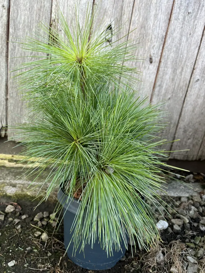 Pinus × schwerinii - Schwerin's pine 'Wiethorst'