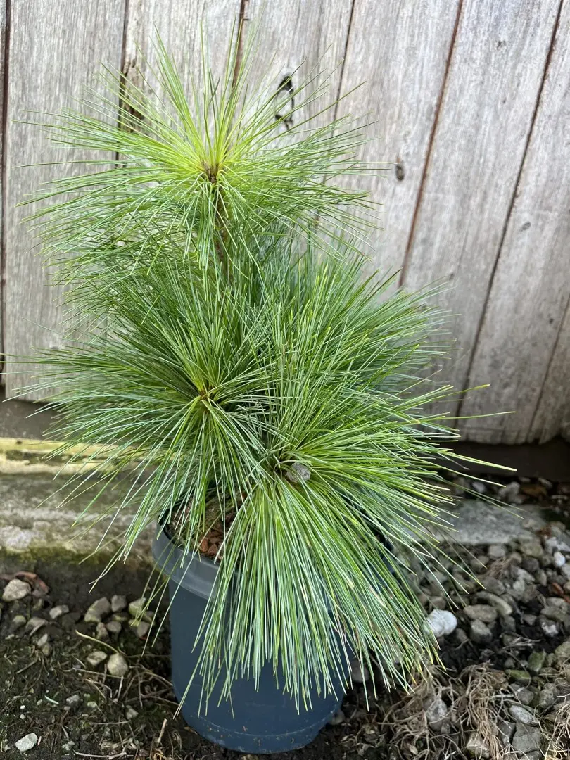 Pinus × schwerinii - Schwerin's pine 'Wiethorst'