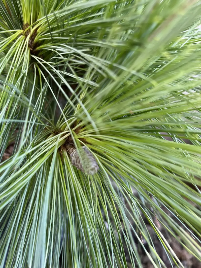 Pinus × schwerinii - Schwerin's pine 'Wiethorst'