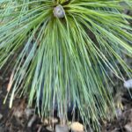 Pinus × schwerinii - Schwerin's pine 'Wiethorst'
