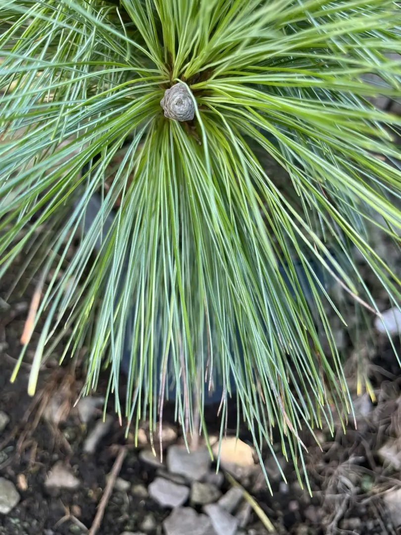 Pinus × schwerinii - Schwerin's pine 'Wiethorst'