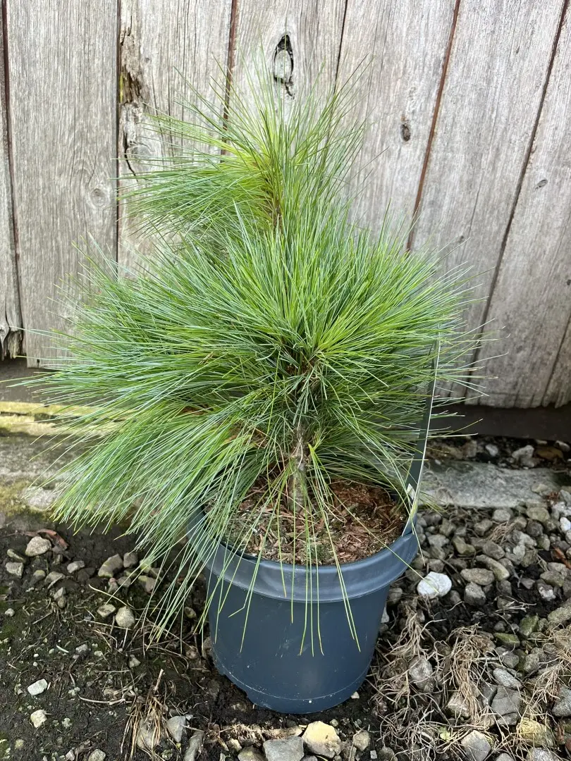 Schwerin's pine 'Wiethorst' 20/40cm (3L) - Image 7
