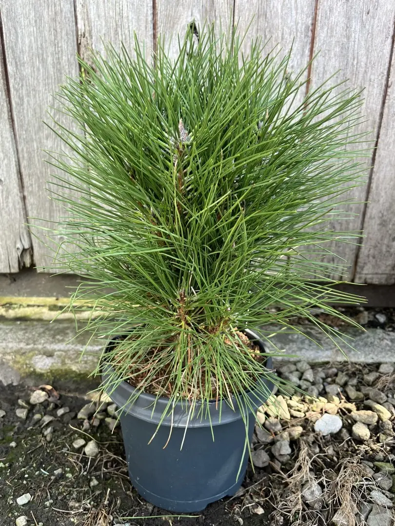 Pinus × schwerinii - Schwerin's pine 'Wiethorst'