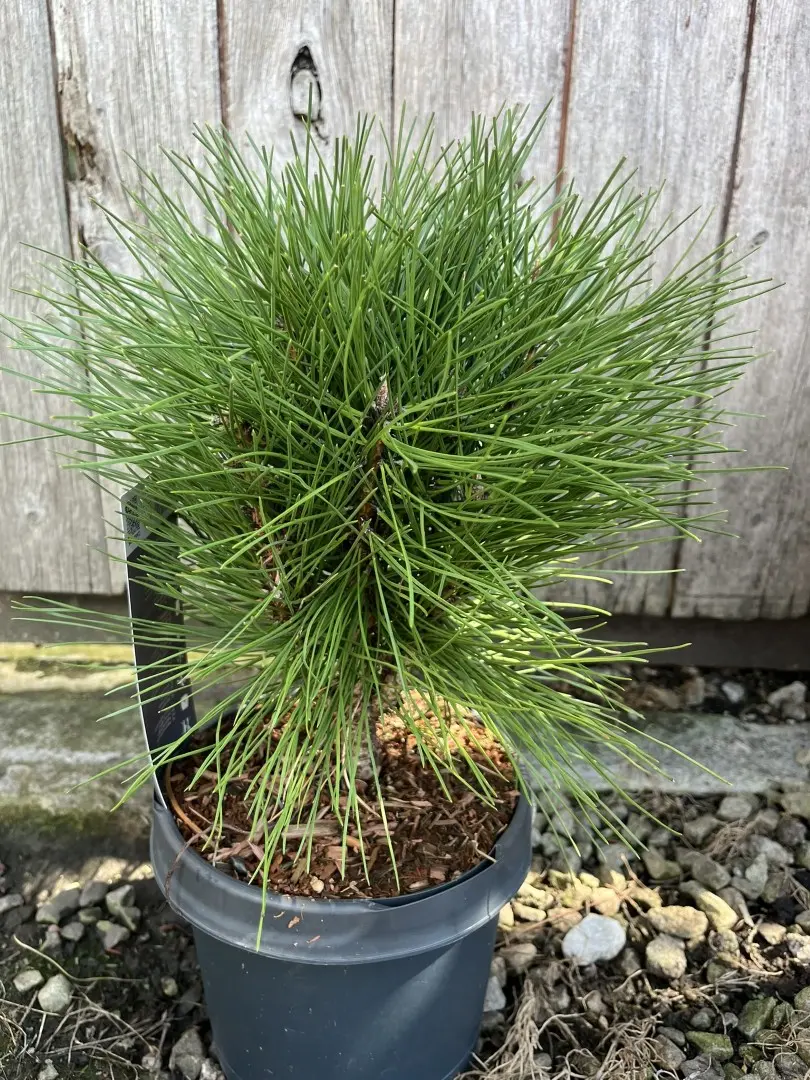 Pinus × schwerinii - Schwerin's pine 'Wiethorst'
