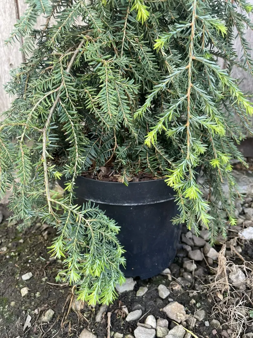 Tsuga canadensis 'Pendula' - Weeping Eastern Hemlock