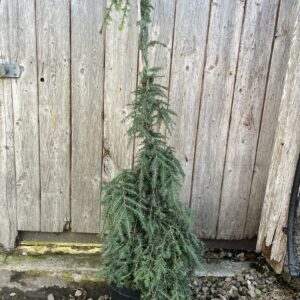 Tsuga canadensis 'Pendula' - Weeping Eastern Hemlock