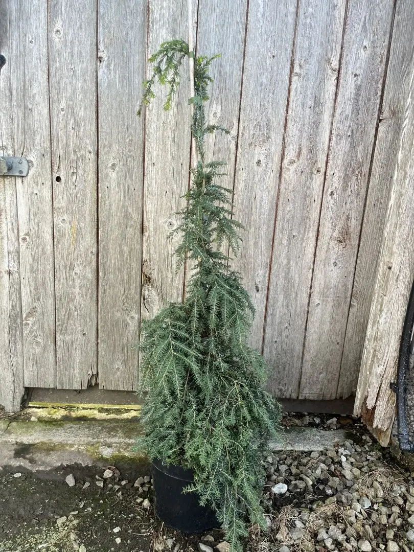 Tsuga canadensis 'Pendula' - Weeping Eastern Hemlock