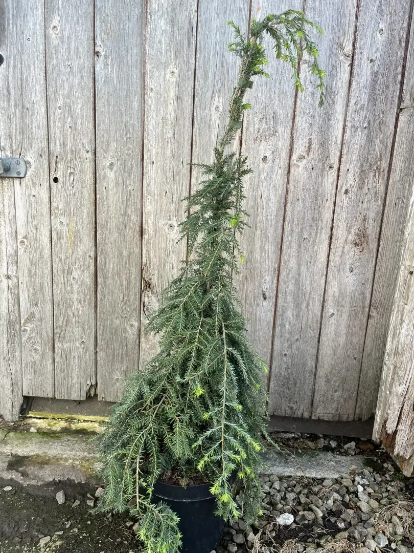 Tsuga canadensis 'Pendula' - Weeping Eastern Hemlock