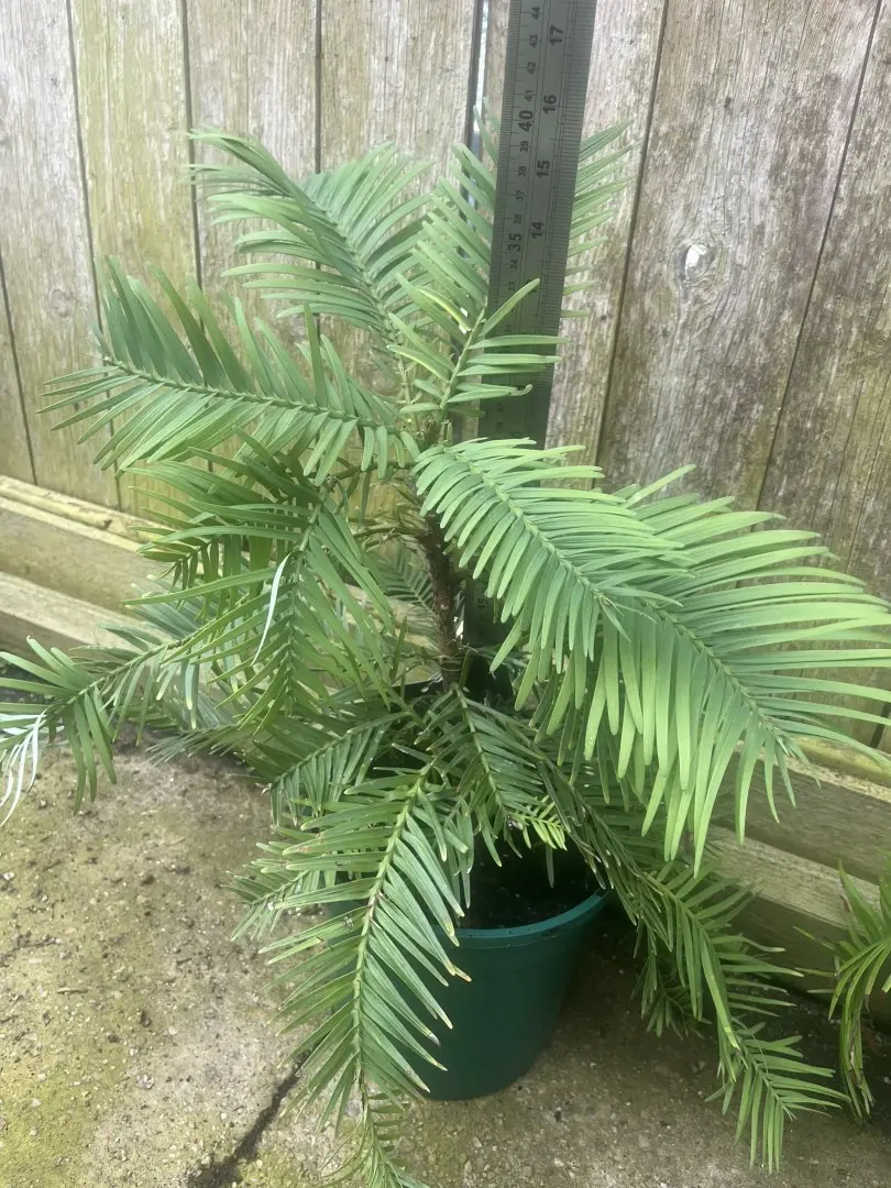 Wollemi Pine Tree - Wollemia nobilis