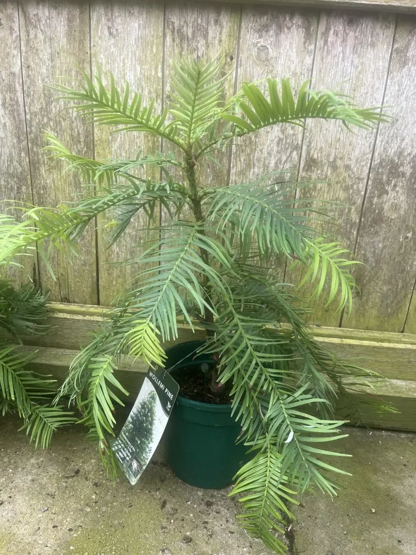 Wollemi Pine Tree - Wollemia nobilis