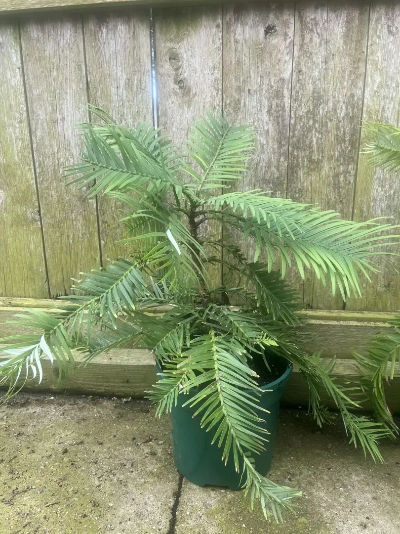 Wollemi Pine Tree - Wollemia nobilis