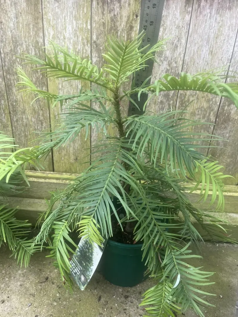Wollemi Pine Tree - Wollemia nobilis