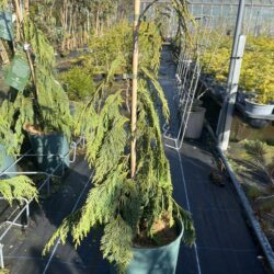 Xanthocyparis nootkatensis - Nootka cypress 'Pendula'
