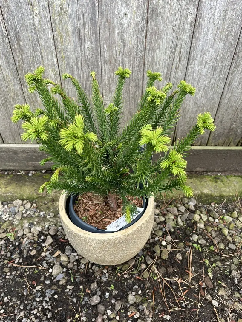 Japanese Red Cedar 'Dinger' 20/40cm (3L) - Image 2