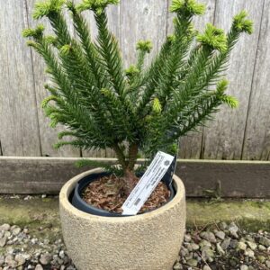 Japanese Red Cedar 'Dinger' 20/40cm (3L)