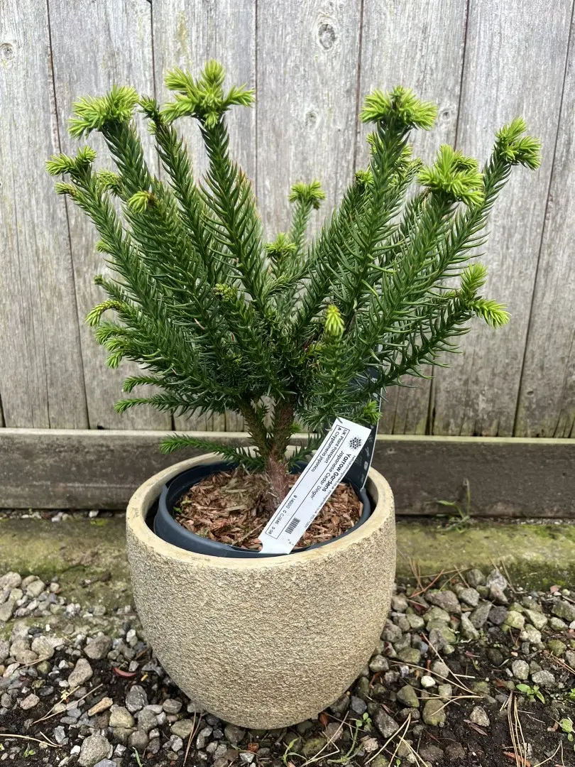 Japanese Red Cedar 'Dinger' 20/40cm (3L)