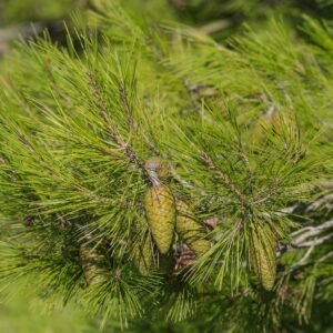 Aleppo / Jerusalem Pine Seeds