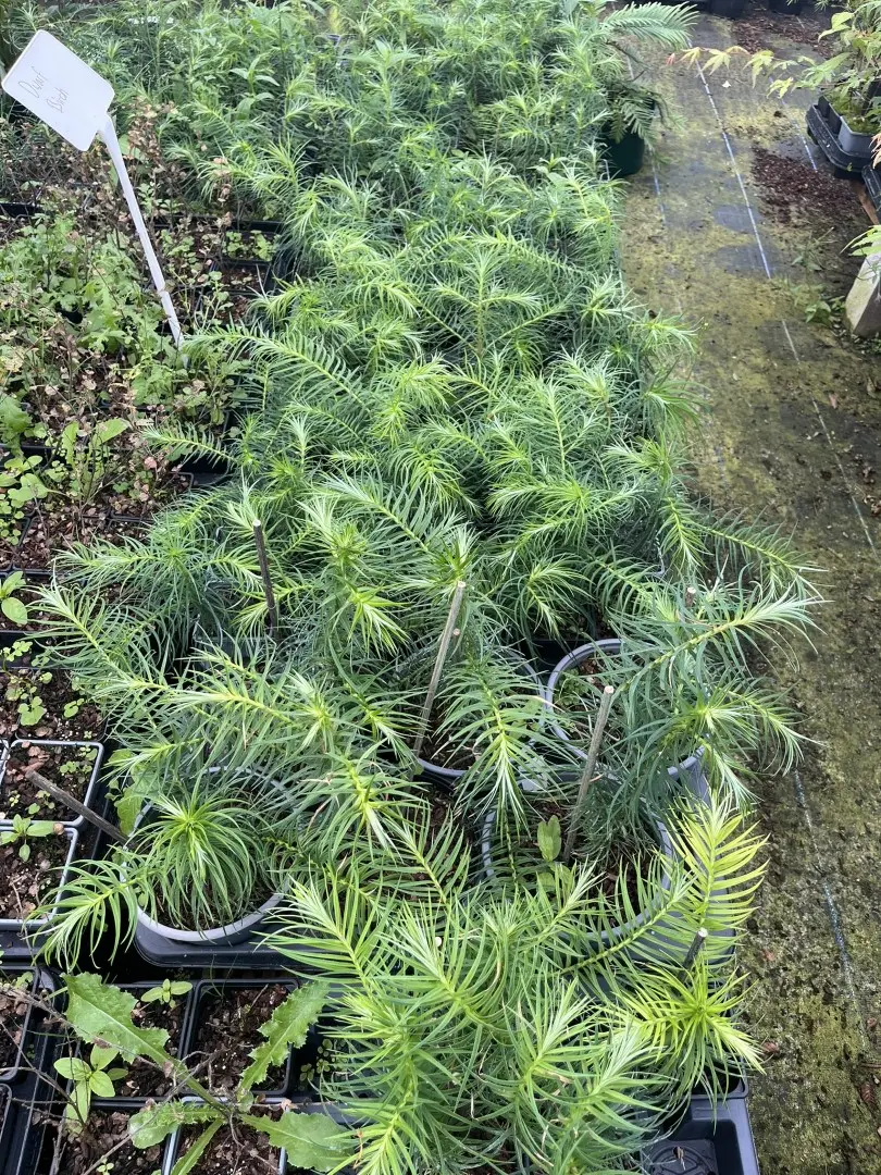 Cunninghamia lanceolata - China Fir