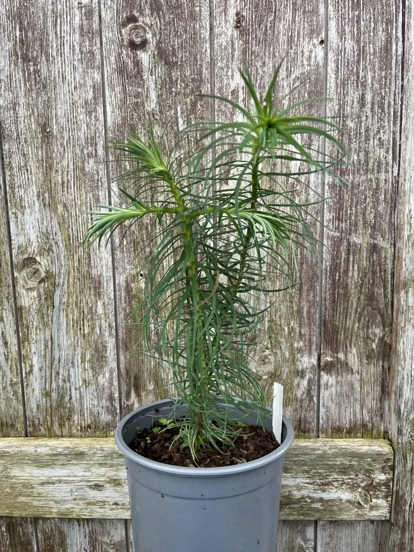Cunninghamia lanceolata - China Fir