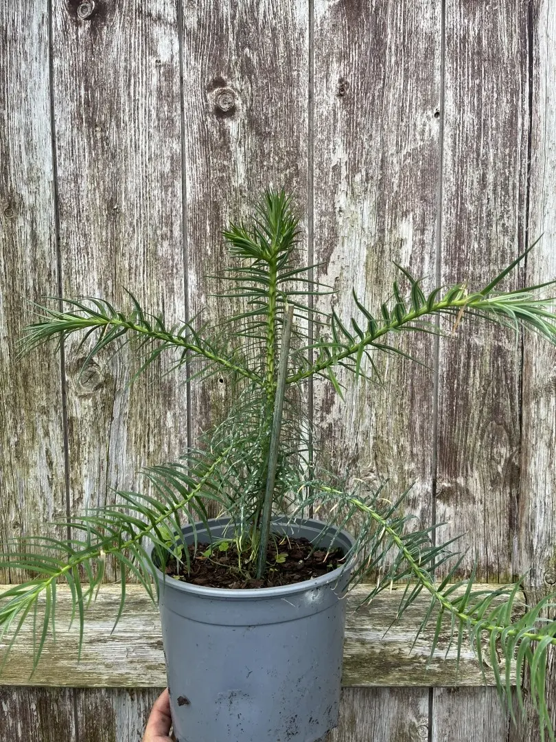 Cunninghamia lanceolata - China Fir