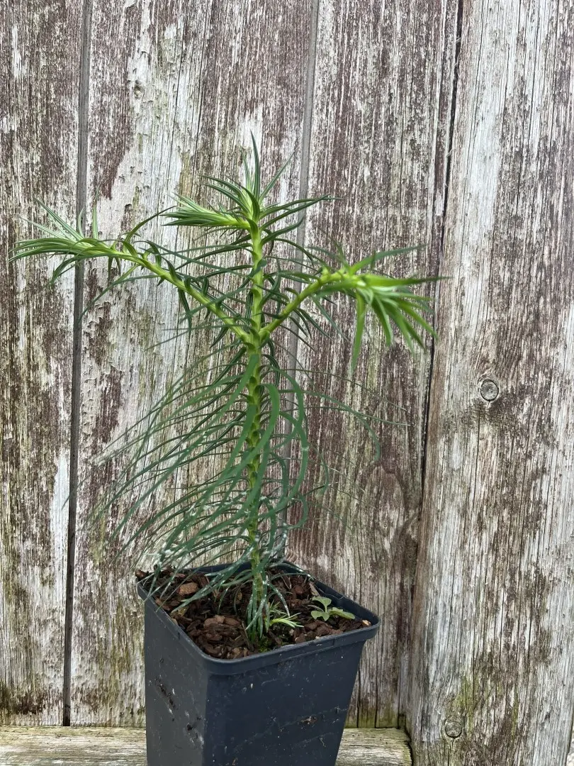 Cunninghamia lanceolata - China Fir