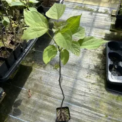 Indian Bean Tree - Catalpa bignonioid