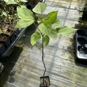 Indian Bean Tree - Catalpa bignonioid
