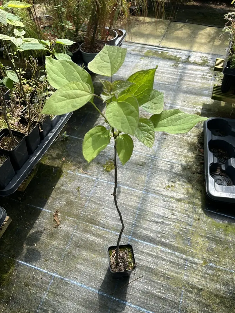 Indian Bean Tree - Catalpa bignonioid