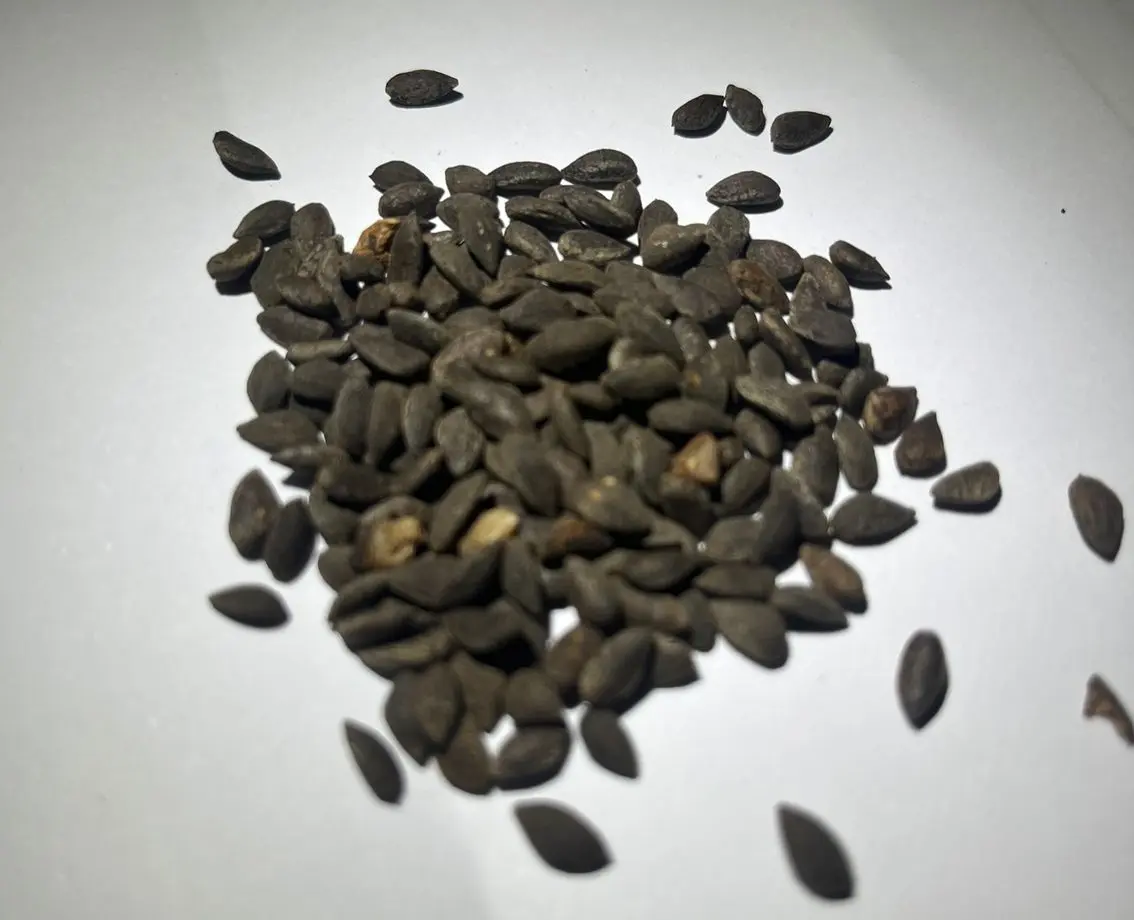 Pinus halepensis - Aleppo / Jerusalem Pine Seeds