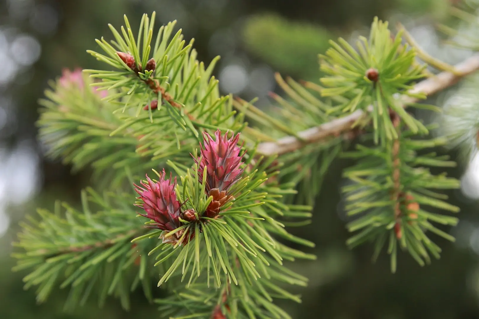 Pseudotsuga menziesii - Douglas fir seeds