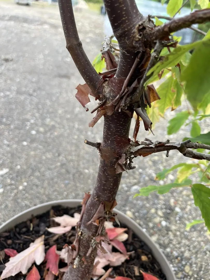 Paperbark Maple 120/150cm (10L) - Image 3