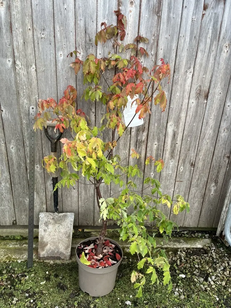 Paperbark Maple 120/150cm (10L) - Image 2