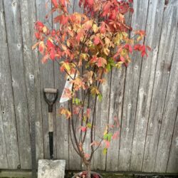 Paperbark Maple 120/150cm (10L)