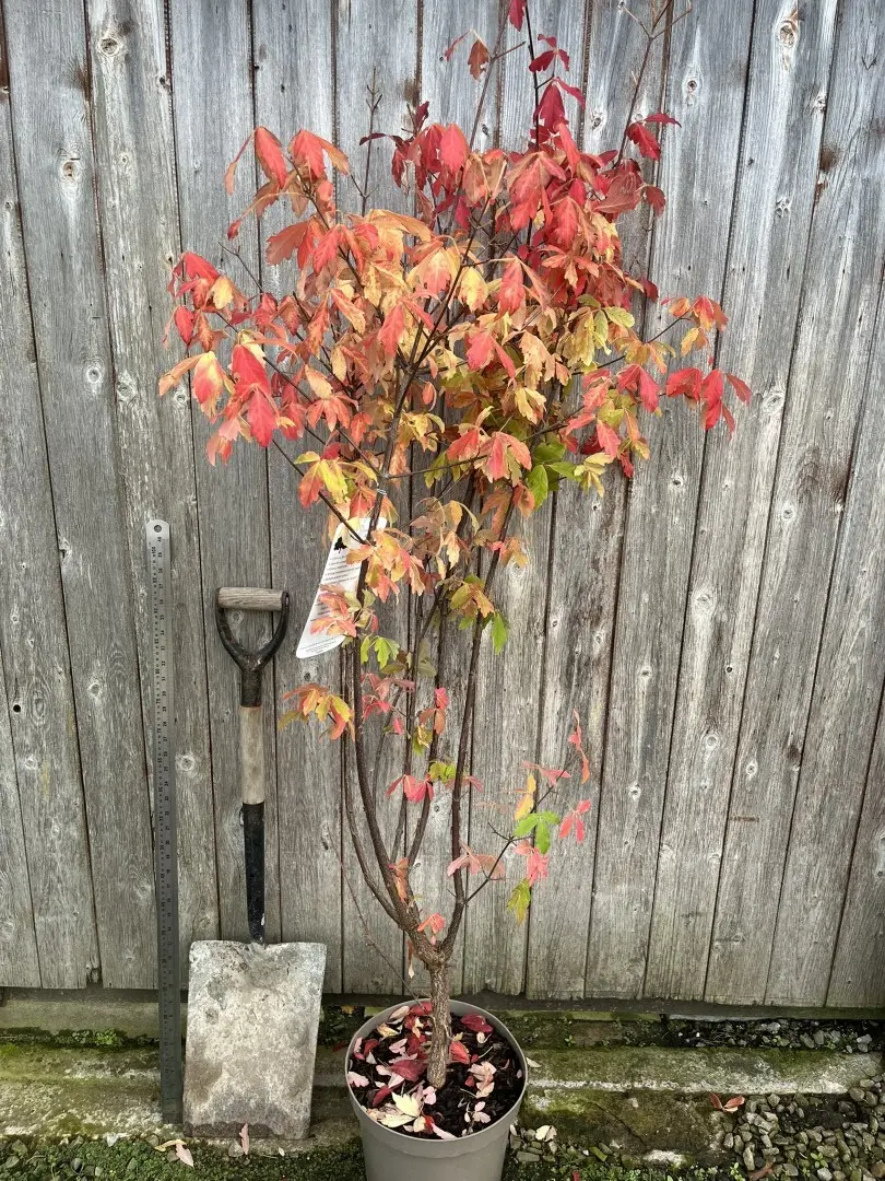 Paperbark Maple 120/150cm (10L)