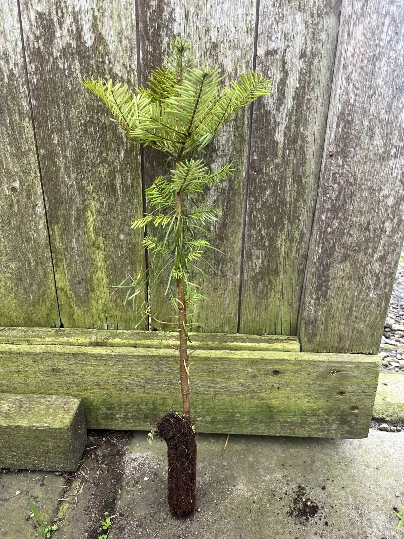 Grand Fir 20/40cm (Cell) - Image 3