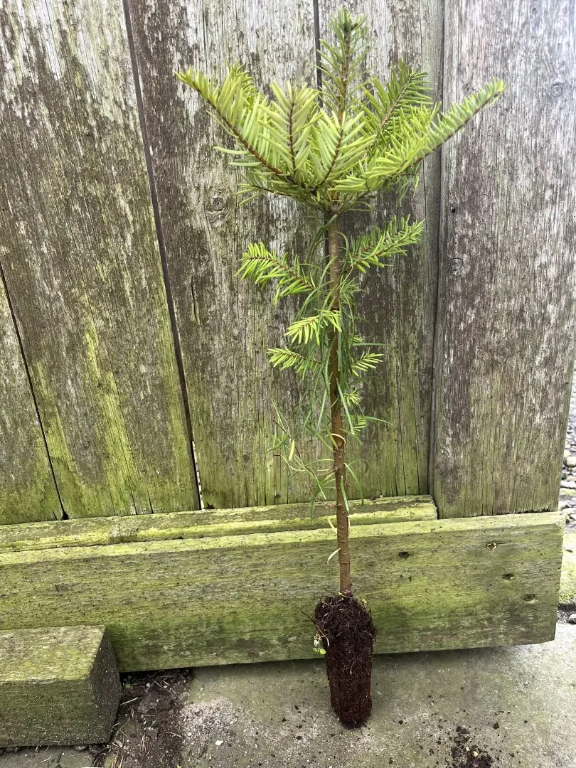 Grand Fir 20/40cm (Cell) - Image 2