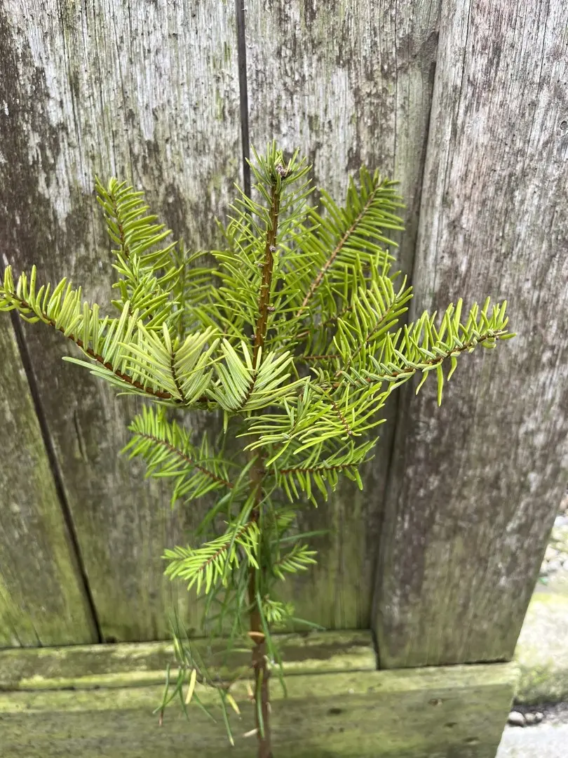 Grand Fir 20/40cm (P9T) - Image 2