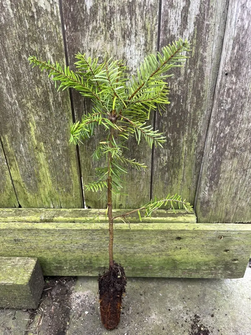 Grand Fir 20/40cm (Cell)