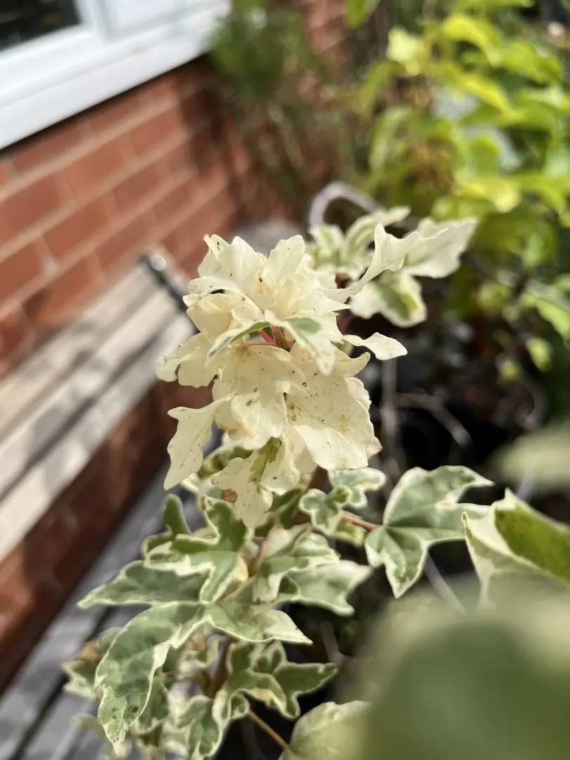 Field Maple 'Carnival' 200/250cm (10L) - Image 3