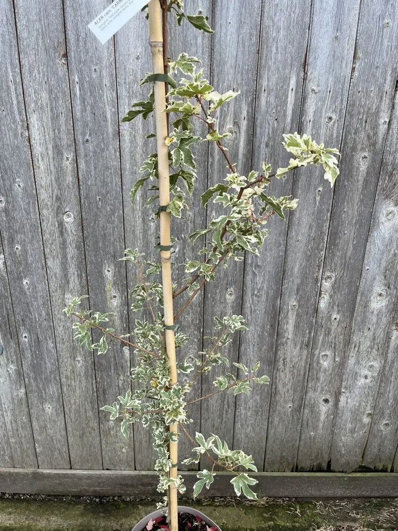 Field Maple 'Carnival' 200/250cm (10L) - Image 4